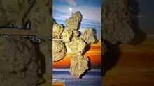 The Corporate Herbalist Video Thumbnail