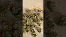 Doc Green Bud Video Thumbnail