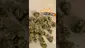 Video Thumbnail: Doc Green Bud