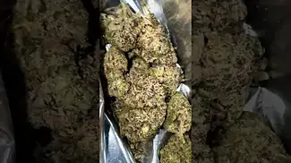 M runtz t24 (gelato x zkittles) medical  cannabis 1 best 1s ive had