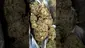 Video Thumbnail: Mary Jane Media 420