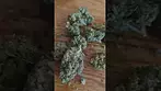 UPSTATE T22 FULL GAS - UK MEDICAL CANNABIS REVIEW