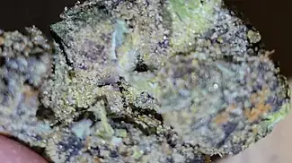 VASCO CIPHER - Blueberry Bannana T28 - Storage after 4 weeks - Are the terpenes still there?