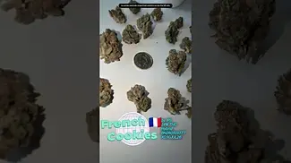 French Cookies T28 by IPS UK MEDICAL BN260501077 XD30JUL26.mp4