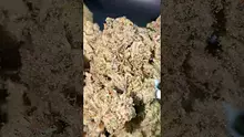 PrescribedBouquet Video Thumbnail