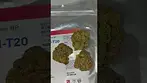 EcoCan Gorilla Glue #4 #medicalcannabis #shorts #cannabiscommunity #cannabiseducation