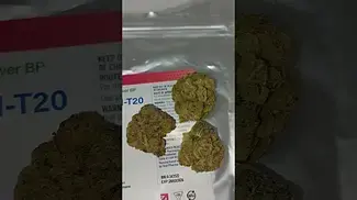 EcoCan Gorilla Glue #4 #medicalcannabis #shorts #cannabiscommunity #cannabiseducation
