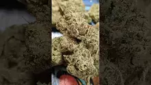 PrescribedBouquet Video Thumbnail