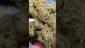 Video Thumbnail: PrescribedBouquet