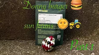Part 1 Pure Sunfarms™ DBG T21 Donny Burger Medical Cannabis Flower