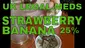Video Thumbnail: Smacksalad