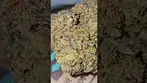 Superseed - Blueberry Purp - Happy 420 people - Have a good one - Its all love from Vinnie's Lounge!