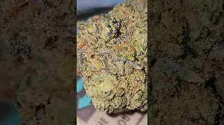 Superseed - Blueberry Purp - Happy 420 people - Have a good one - Its all love from Vinnie's Lounge!