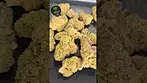 MUZO GP THC 31% CBD 1% CANNABIS FLOWER 10G #Gastropop #medicalcannabis #medicalmarijuanapatient