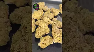 MUZO GP THC 31% CBD 1% CANNABIS FLOWER 10G #Gastropop #medicalcannabis #medicalmarijuanapatient