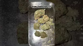 Grow Vanilla Ice Review T21 #ukmedicalcannabis #medicalcannabis