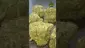 Video Thumbnail: VIP THC