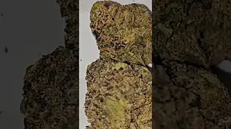 Vasco pave Runtz T28 Azztecmedia views this strain #medicalcannabis #medbud #pain #anxiety #uk