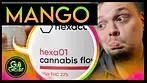 Hexacan Mango - Medical Cannabis  Review