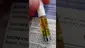 Video Thumbnail: WestPacks420