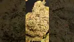 GREEN KARAT LONDON MARKER (UK PRESCRIPTION MEDICATION)