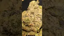 PrescribedBouquet Video Thumbnail