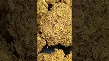 PrescribedBouquet Video Thumbnail