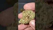 Green Script Reviews Video Thumbnail