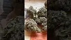 Uklegal #GoodSupplyReserve Pave 34 2nd batch 26%thc1%cba #cannabiscommunity #medicalcannabis #ukmeds