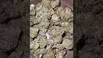 Lumir Cookies Kush 26%