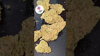 Ostara Medical | GAS CAKE | UK Medical Flower  Absolutely