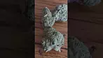 Lumir LA Kush Cake UK medical cannabis review.