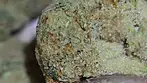 Phant - Strawberry Guava x (Papaya) T22 - Sticky Icky after 2 weeks in the Glass jar 62% humidity.