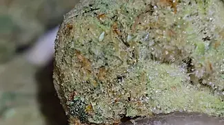 Phant - Strawberry Guava x (Papaya) T22 - Sticky Icky after 2 weeks in the Glass jar 62% humidity.