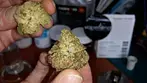 GREEN GELATO | Noidecs & ECS Botanics | £4.95/g | FULL REVIEW