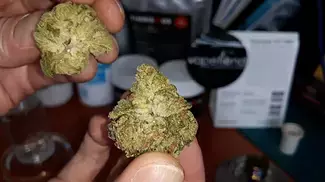 GREEN GELATO | Noidecs & ECS Botanics | £4.95/g | FULL REVIEW