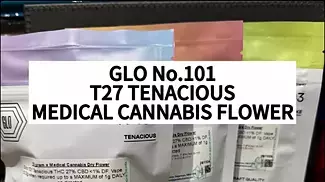 GLO No.101 T27 Tenacious UK Medical Cannabis Flower First Impressions