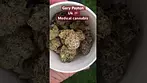 Uk Gary Payton medical cannabis #entourage #backpainrelief #legal #uk #ukmedicalcannabis #growpharma