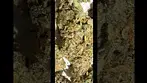 IPS Black Candy #medicalcannabis 27% thc (it’s very nice)