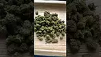 Uk Legal medical,Together pharmacy-Fruit cup 18% thc 1%cbd #mensmentalhealth #medicated #ukmedicine