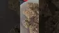 Video Thumbnail: Eazypax420