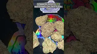UK MEDICAL | COMMON ROOTS | WATERMELON ZKITTLES | T26 #420community #ukmedicalcannabis #420