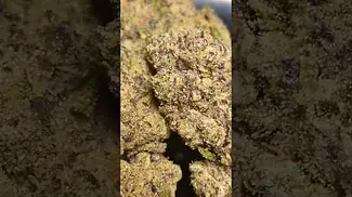 UPSTATE MOCHI GELATO (UK PRESCRIPTION MEDICATION)