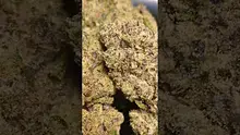 PrescribedBouquet Video Thumbnail