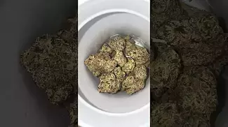 UK medical cannabis flower white runts !! Looking and smelling nice!!