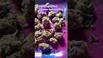 #mamedica#UKmedical#glasspharms#glitter-bomb#21%-THC