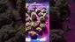 Video Thumbnail: GIggzy Medical Buds