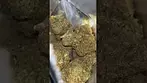 Is This the Perfect Medical Strain? Apricot Cream & Cheese (2nd )
