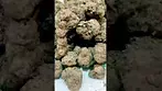 D.O.E. Lemon  Britz Medical Canna Review UK