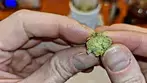 WHITE HOT GUAVA FULL REVIEW | Sitka Legends, Cuntourage & Xeal Pharma | 26% | 10/g